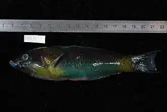 Thalassoma genivittatum