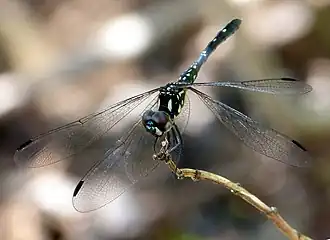 Thalassothemis marchali