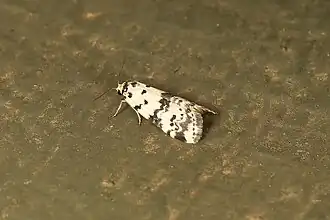 Thallarcha rhaptophora