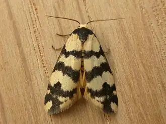 Thallarcha trissomochla