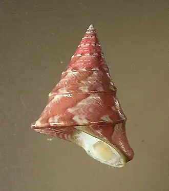 Odontotrochus chlorostomus