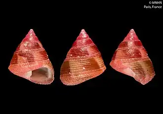 Thalotia polysarchosa