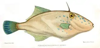 Thamnaconus degeni