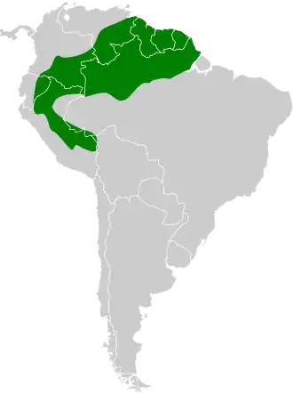 Grijskeelmierklauwier