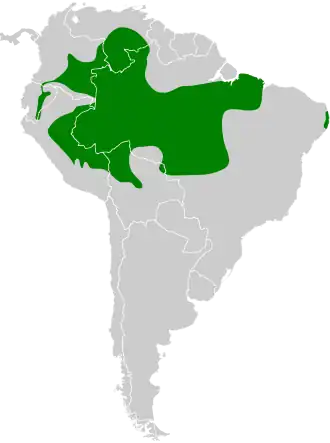 Witschoudermierklauwier