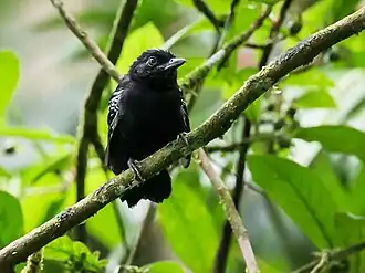 Castelnaus mierklauwier
