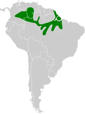 Zwartgrijze mierklauwier