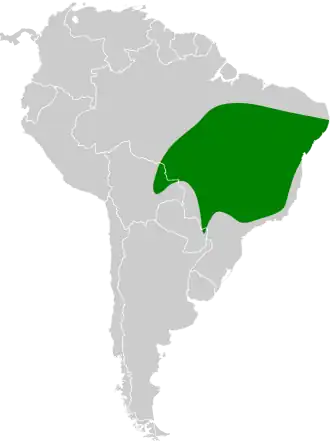 Roodvleugelmierklauwier