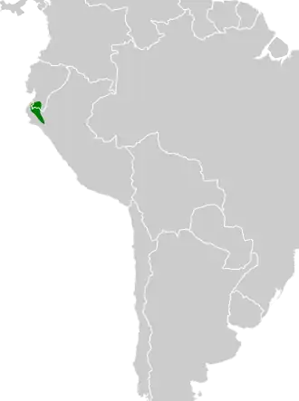 Chapmans gebandeerde mierklauwier