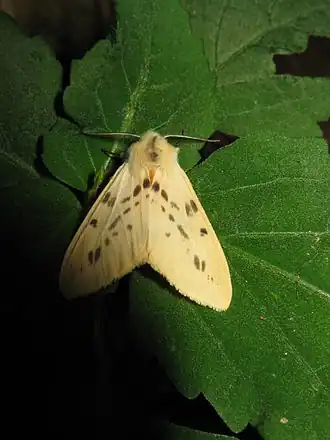 Spilosoma inaequalis