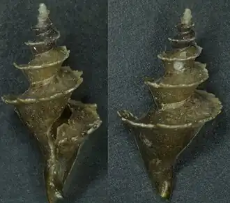 Thatcheriasyrinx orientis