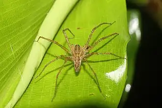 Thaumasia argenteonotata