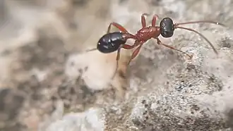 Thaumatogelis gallicus