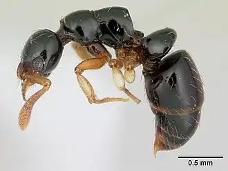 Thaumatomyrmex atrox