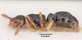 Thaumatomyrmex cochlearis