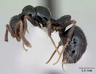 Thaumatomyrmex ferox