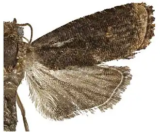 Thaumatovalva limbata