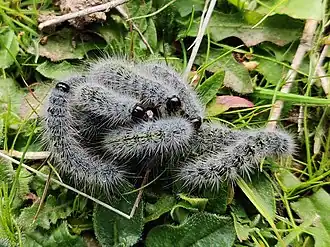 Thaumetopoea herculeana