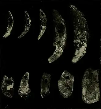 geperforeerde dierentanden