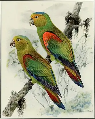 Fuertes' andespapegaai afbeelding uit Natural History 19(1) 1919 574