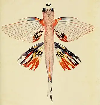 Cheilopogon furcatus