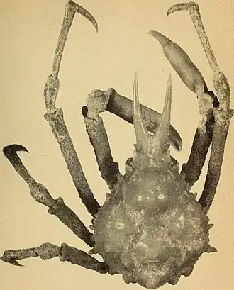 Hyastenus hilgendorfi