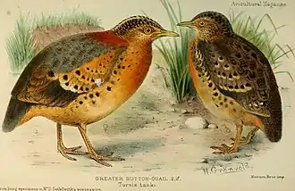 Chinese vechtkwartel