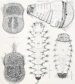 Larven van Aglaophamus neotenus, A, vroege trochophora; B, trochophora; C, metatrochophora I met diatomeeën aanwezig in de darm; D, Metatrochophora II, E, juveniel.