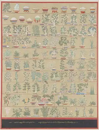 Medicinale planten uit de Tibetaanse geneeskunde, plaat uit de Blauwe beril van Sanggye Gyatso, regent van de vijfde dalai lama