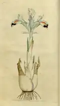 Iris persica door James Sowerby, de eerste illustratie uit de eerste The Botanical Magazine