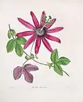 Botanische tekening van Augusta Innes Withers