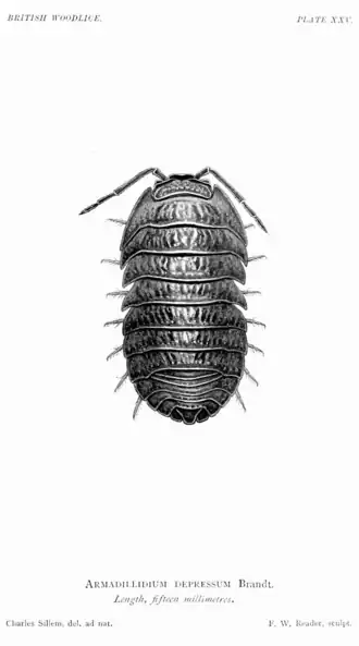 Armadillidium depressum
