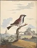 The cock sparrow; huismus, Passer domesticus (Linnaeus, 1758)