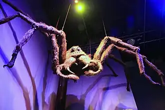 De Acromantula Aragog