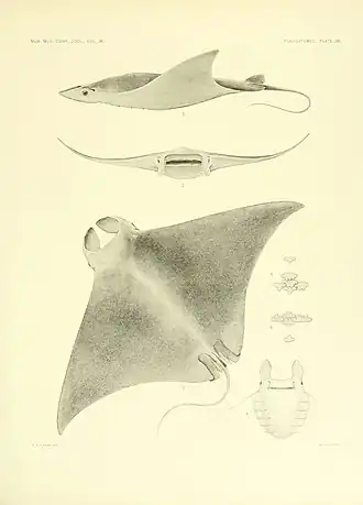 Mobula hypostoma