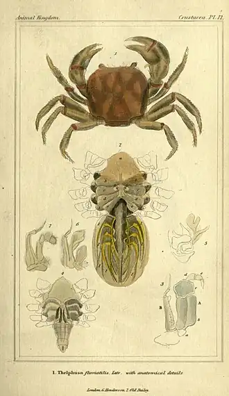 Trichodactylus fluviatilis