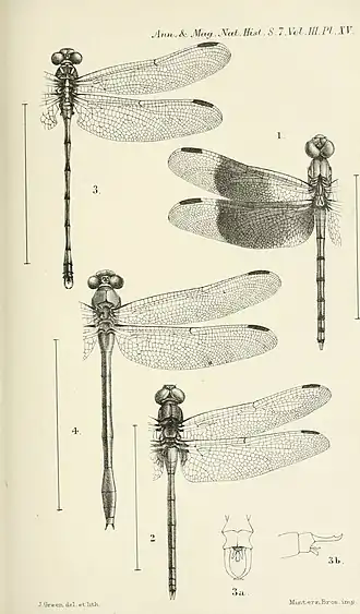 Phyllogomphoides appendiculatus