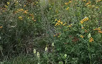 Vegetatieaspect in de zomer