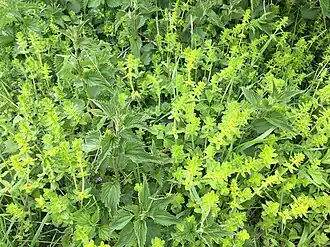 De kruisbladwalstro-associatie