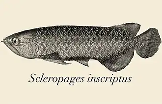Scleropages inscriptus