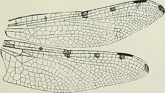Austropetalia patricia