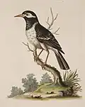 The black and white Indian starling; Indiase eksterspreeuw, Gracupica contra (Linnaeus, 1758)