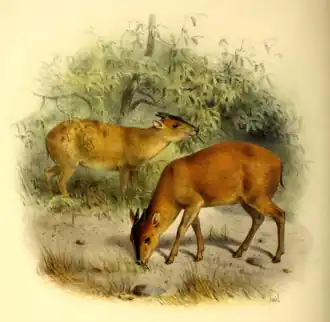 Harveys duiker