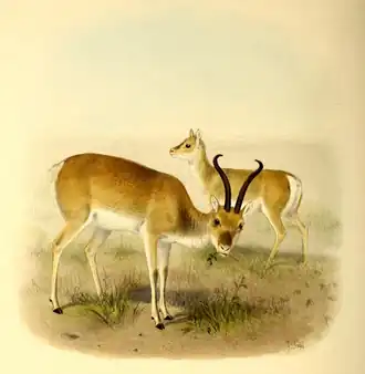 Chinese steppegazelle