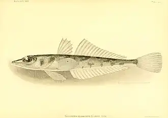 Chrionema squamiceps