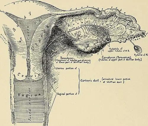 Met epoöforon en paroöforon