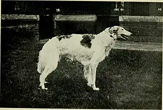 Barzoi, 1913.