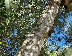 De associatie op een gesteltak van een gecultiveerde, solitaire olijfboom.