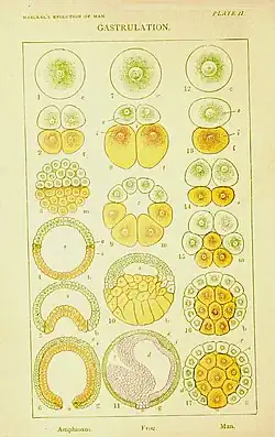 Gastrulatie bij lancetvisjes, kikkers en de mens