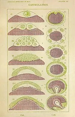 Gastrulatie bij vissen en krabben